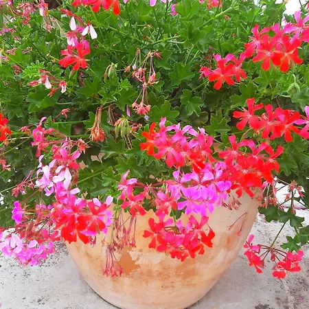 Romantische Mit Weitlaeufigem Garten By Interhome * Cubanici