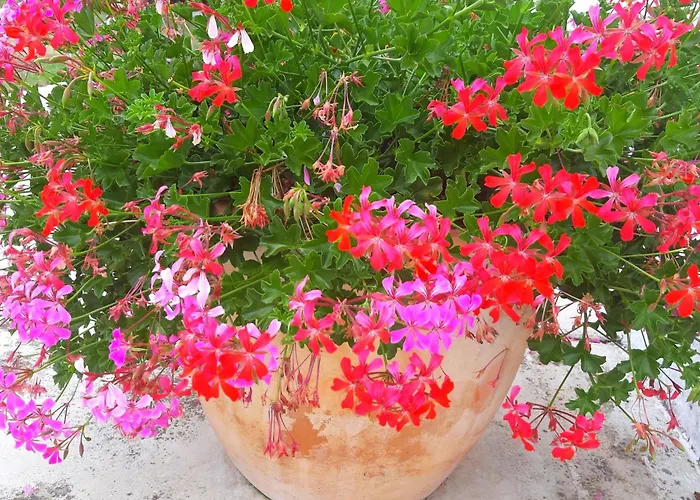 Romantische Mit Weitlaeufigem Garten By Interhome * Cubanici