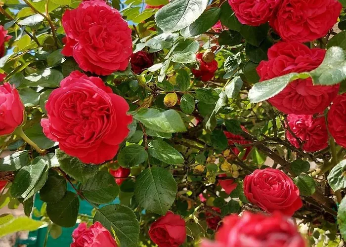 Romantische Mit Weitlaeufigem Garten By Interhome Vikendica