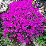 別荘 Romantische Mit Weitlaeufigem Garten By Interhome *
